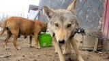 Kyrgyzstan_wolf_20Feb14