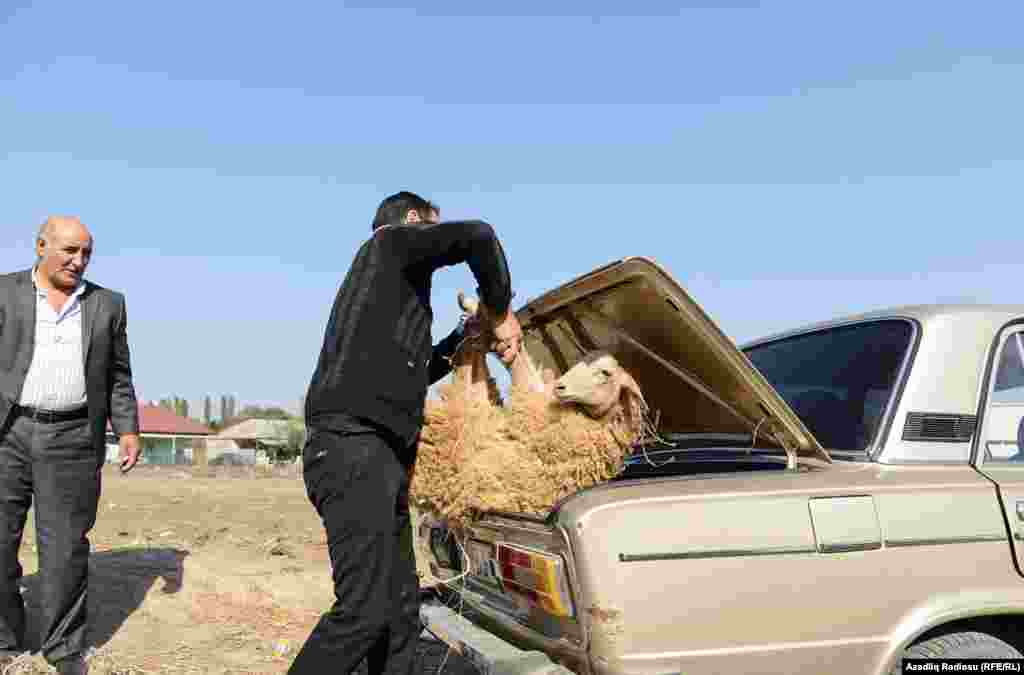 Qoyunlar satıldı. Alan razı, satan razı. 