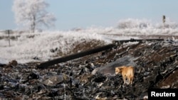 Місце катастрофи малайзійського літака на Донбасі, 15 грудня