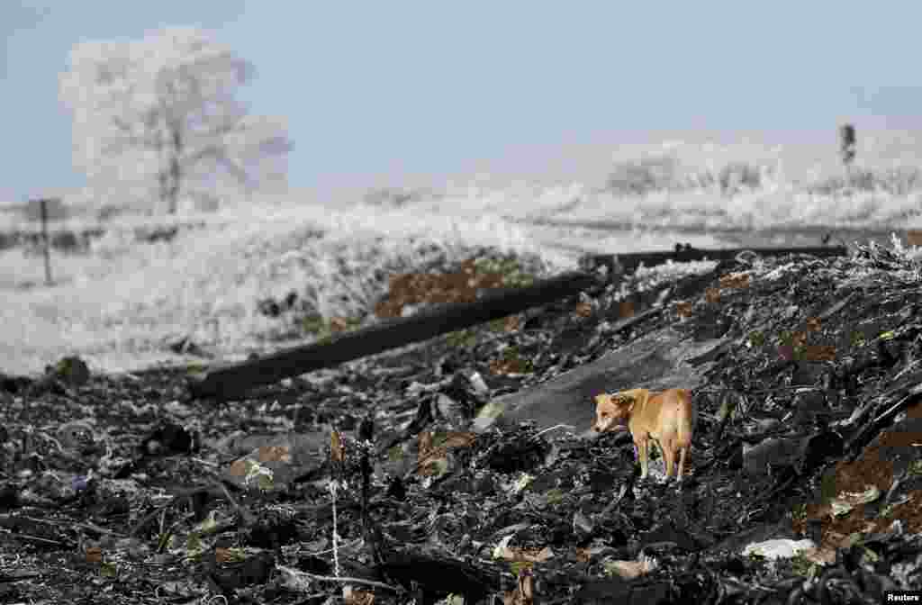 A dog stands at the site where a Malaysia Airlines Boeing 777 plane was shot down near the village of Hrabove in the Donetsk region.