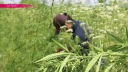 В Кыргызстане начался сезон сбора марихуаны (видео)