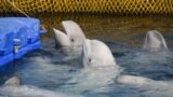 Ученые и экологи опасаются за жизнь выпущенных из "китовой тюрьмы" косаток и белух
