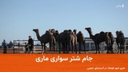 شترهای تندخو در بیابان‌های استرالیا با هم رقابت کردند