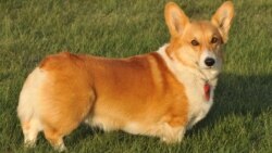 Валдай, Корги и допинг