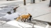‌Fox in Urban area in Tehran 