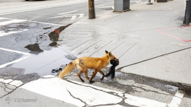 همزیستی رگ به رگ «حیوانات دورگه» با شهروندان در ایران