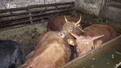 Kəndlərdən xəstə heyvan ətləri toplanıb qəssablara satılıb