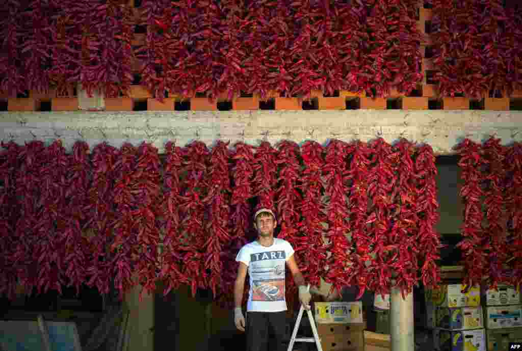A farmer poses near his threads of red paprika in the village of Donja Lokosnica, near the southern Serbian city of Leskovac. (AFP/Andrej&nbsp;Isakovic) 