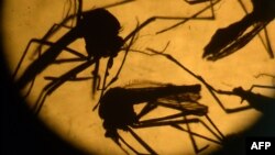 Зика вирусын тарататын Aedes aegypti деп аталатын маса түрі (Көрнекі сурет).