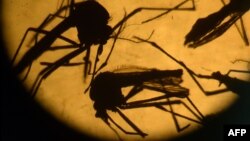 Комары вида Aedes aegypti под лабораторным стеклом