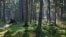 Белавеская пушча, архіўнае фота