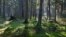 Белавеская пушча, ілюстрацыйнае фота