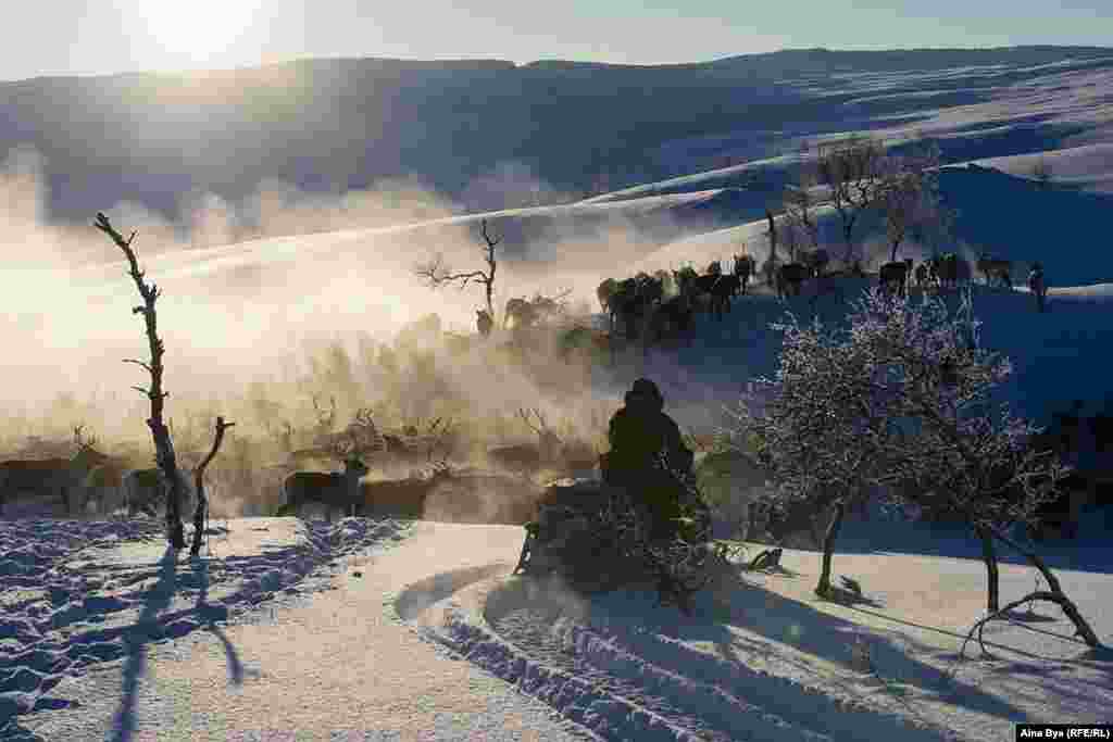 Around three times a year, Kjell and his team of herders take to their snowmobiles or motorbikes and gather the herd. 