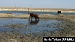 Коровы пьют воду в местности, куда поступают канализационные стоки. Село Нарын Атырауской области, 10 апреля 2017 года.