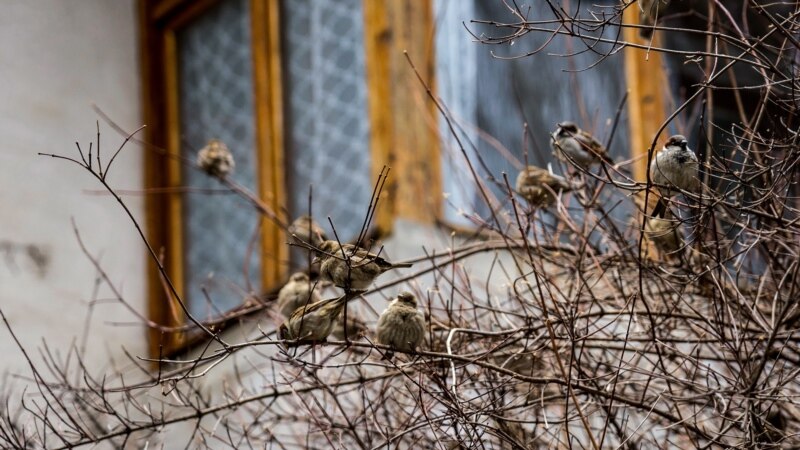 Стайка воробьев в Джанкое | Крымское фото дня