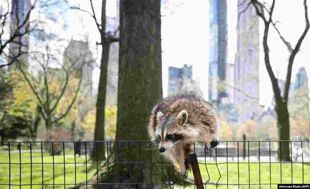 A raccoon clambers over a fence in a nearly deserted Central Park in New York City on April 16.