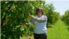 Moldova: Tatiana Pavliuc from Burlănești, Ocnita, who has cherry, plum and apple orchards that were affected by frosts in May