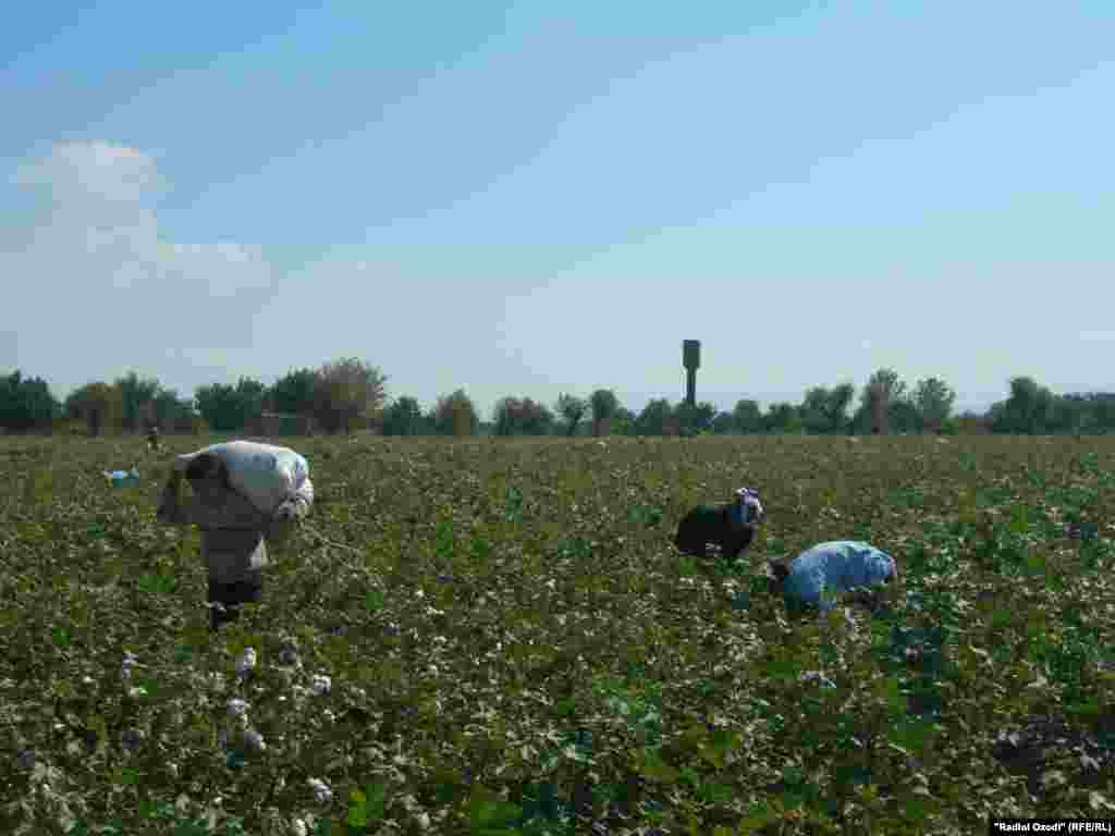 Children carry cotton in Osh.