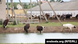 Фэрма ў Беларусі. Архіўнае фота