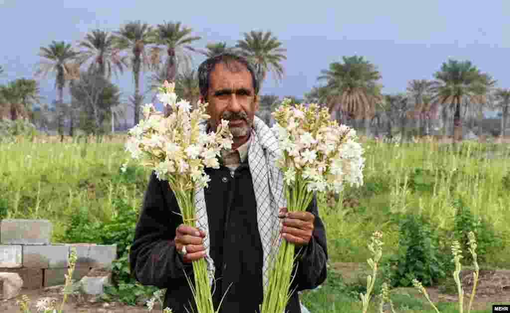 برداشت گل مریم در ۱۵ هزار متر مربع از مزارع پرورش گل&nbsp; هرمزگان