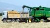 Туркменистан закупит российскую пшеницу