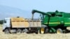 В Туркменистане под строгим контролем собирают урожай пшеницы 