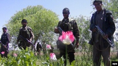 US troops warned about poppy seeds ahead of drug tests