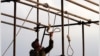 An Iranian soldier prepares a noose ahead of  public hanging. (file photo)
