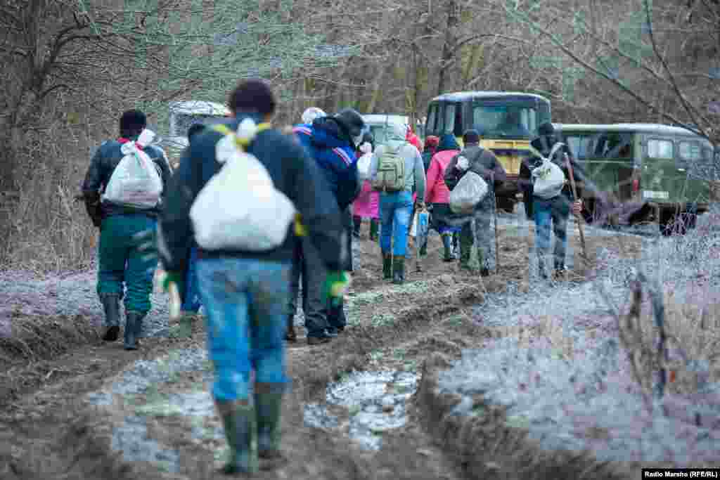 From the vans and trucks, the pickers head out with their sacks for the task at hand.