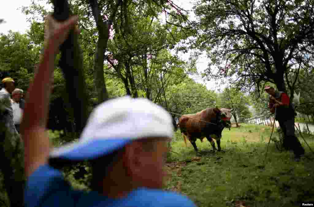 The owners of bulls wait before the fights.