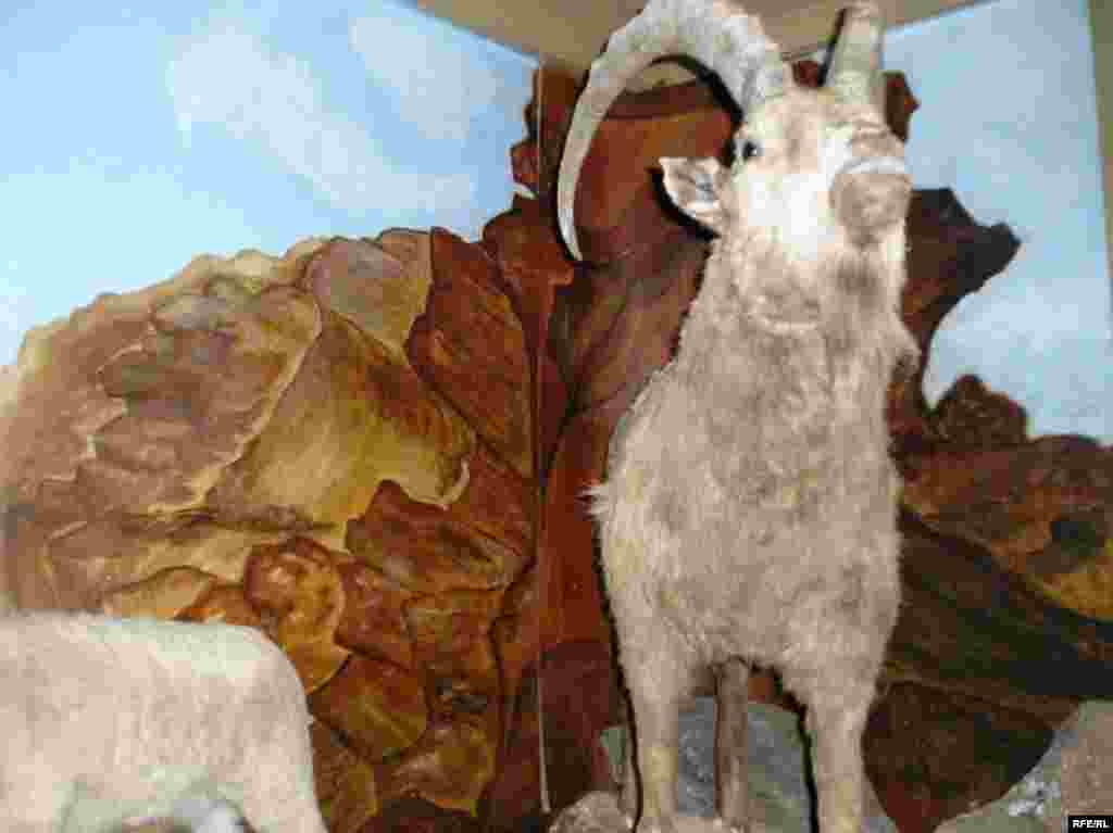 Рангҳои Помир #20