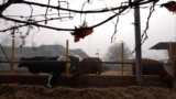 Moldova: cow farm in Telenesti.