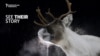 A Norwegian Village And Its Radioactive Reindeer