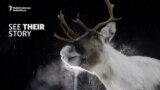 A Norwegian Village And Its Radioactive Reindeer