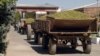 Armenia - Farmers deliver grapes to a brandy distillery in Ararat province, 9Sep2013.