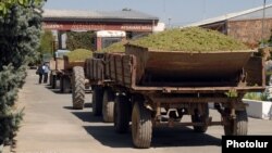 Armenia - Farmers deliver grapes to a brandy distillery in Ararat province, 9Sep2013.