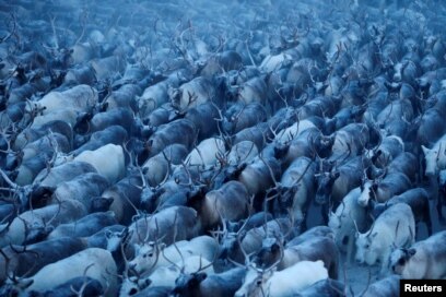 Тихорецктегі интимдік танысу Армян қызының әдемі секс видеосы