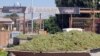 Armenia - Farmers deliver grapes to a brandy distillery in Ararat province, 9Sep2013.