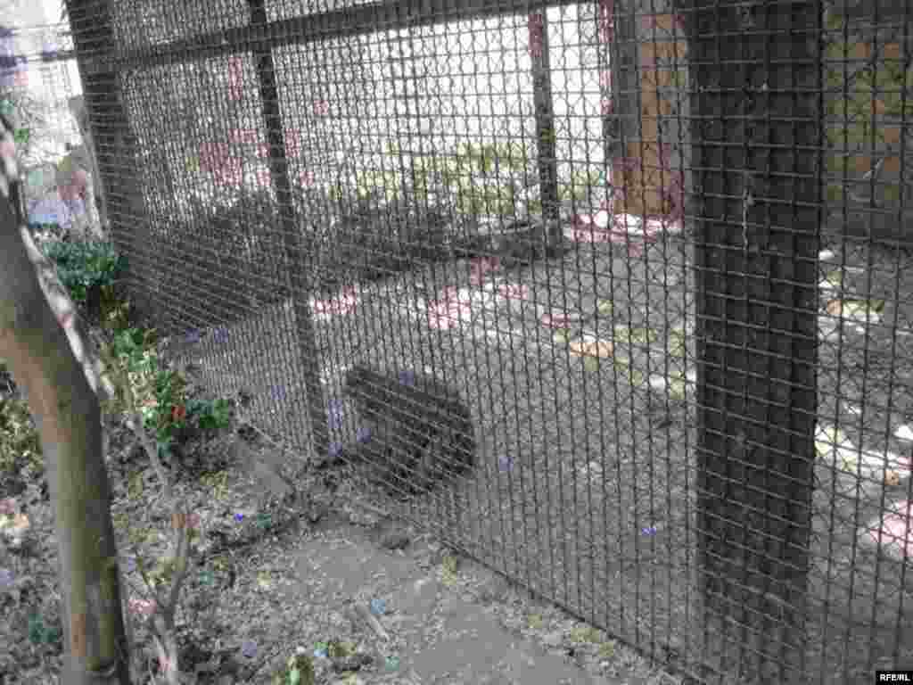 Zoopark "əhli" və yay istiləri #11