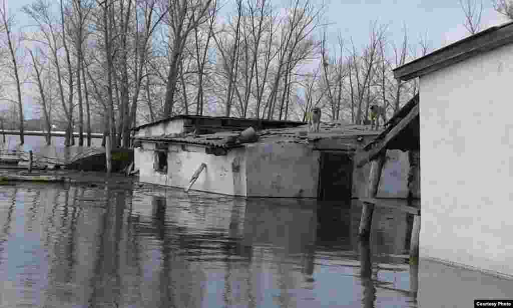 По информации акима Гагаринского сельского округа Алтын Сайдалдиной, уровень воды на улицах в Садовом достигает полутора метров.&nbsp;