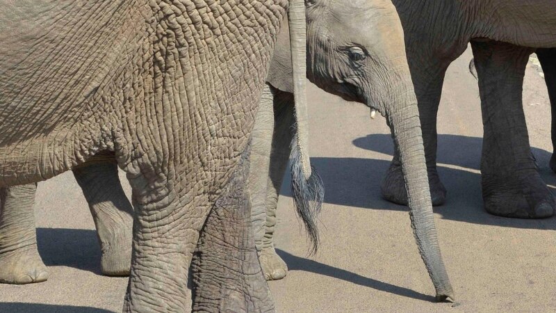 Китай решил полностью запретить торговлю слоновой костью