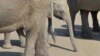 Слоненок среди взрослых слонов, снимок сделан в Южной Африке в 2014 году (архивное фото) 