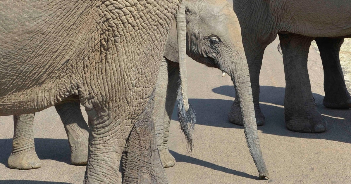Бір топ аш ер адамдармен бірге брюнетка