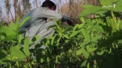 خېبر پښتونخوا کې کرنیزې ځمکې په کمېدو دی: ماهرین