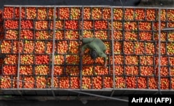 Помидоры, выращенные при помощи удобрений из стран Персидского залива, на рынке в пакистанском городе Лахор. Ноябрь 2025 года