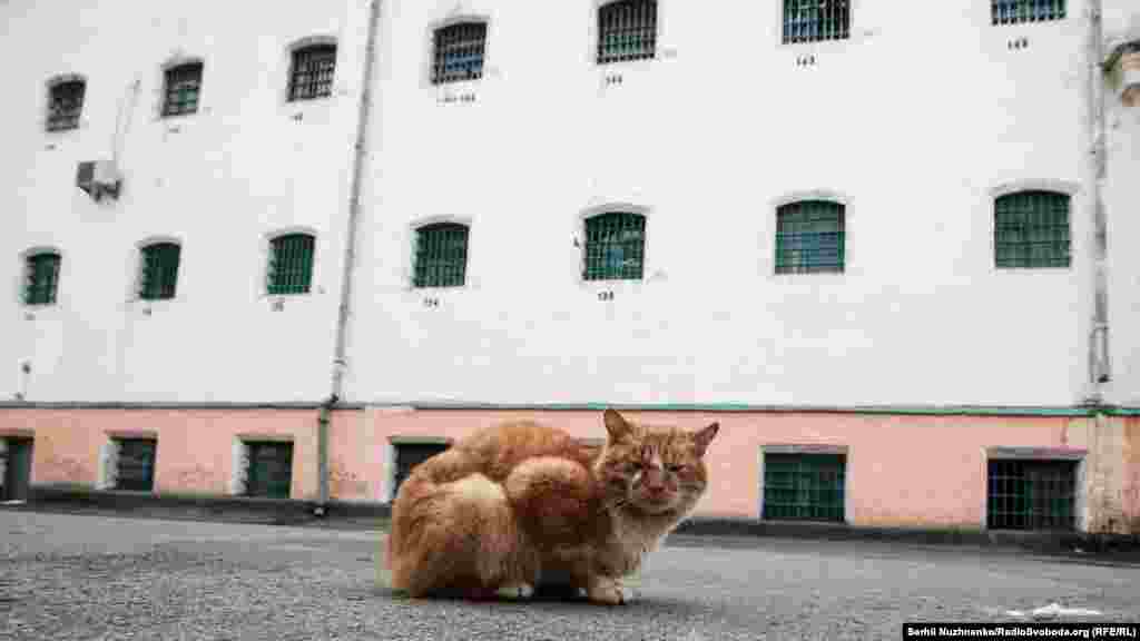 Однією з маленьких втіх є можливість тримати ув&rsquo;язненим у камерах котів, які не лише ловлять мишей, а й дарують хоч і примарний, але &laquo;домашній затишок і тепло&raquo;