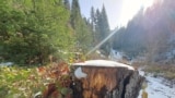 Stump of an illegally cut tree in Jelovica forest, Berane, Montengro