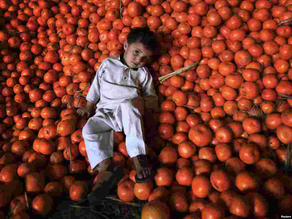 Pakistan - Odmor među narančama na tržnici u Peshawaru, 10.03.2011. Foto: Reuters / Fayaz Aziz