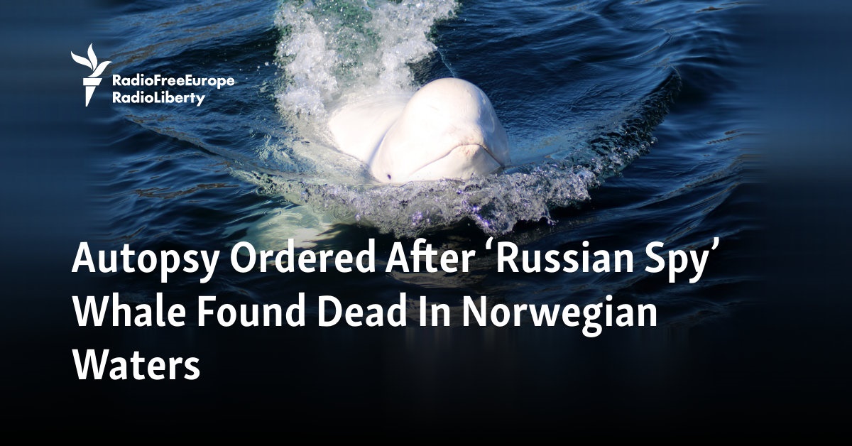 Autopsy Ordered After 'Russian Spy' Whale Found Dead In Norwegian Waters(00)