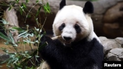 Панда Лей-Лей їсть бамбук, Токіо, 25 січня 2026 року